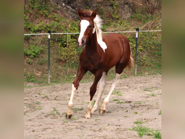 Criollo Croisé Jument 1 Année 150 cm Pinto in Haigerloch