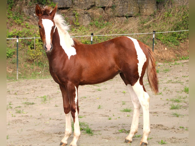 Criollo Croisé Jument 1 Année 150 cm Pinto in Haigerloch