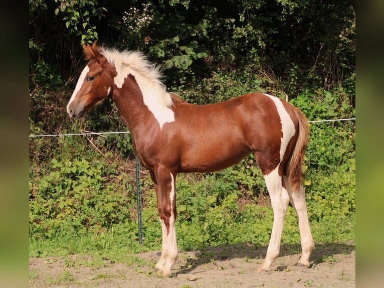 Criollo Croisé Jument 1 Année 150 cm Pinto in Haigerloch