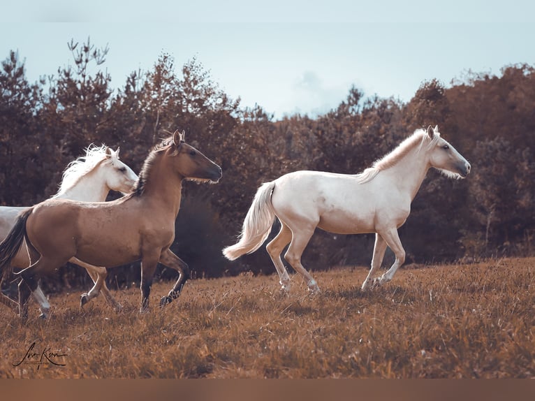 Criollo Jument 2 Ans 140 cm Palomino in Heimbuchenthal