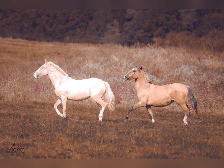 Criollo Jument 2 Ans 140 cm Palomino in Heimbuchenthal