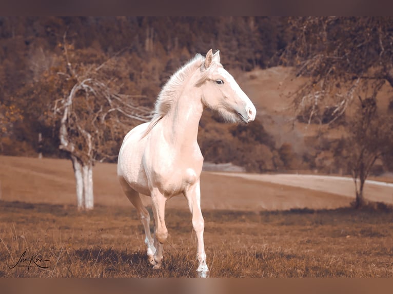 Criollo Jument 2 Ans 140 cm Palomino in Heimbuchenthal