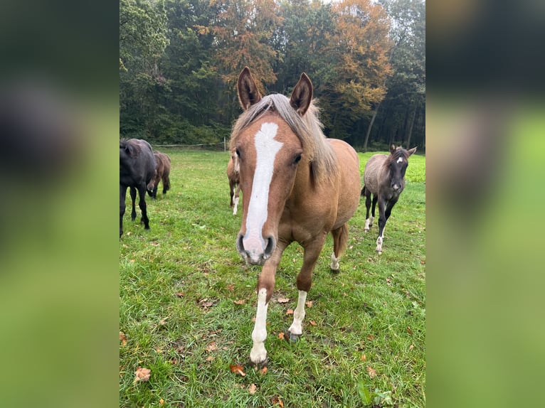 Criollo Jument 2 Ans 142 cm Alezan dun in Mengen