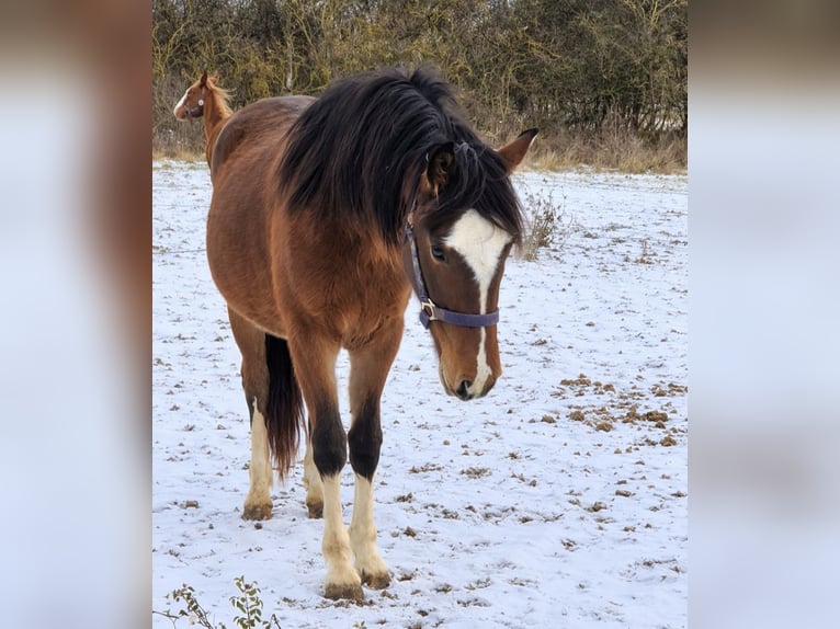 Criollo Jument 2 Ans 150 cm Bai in Eppingen