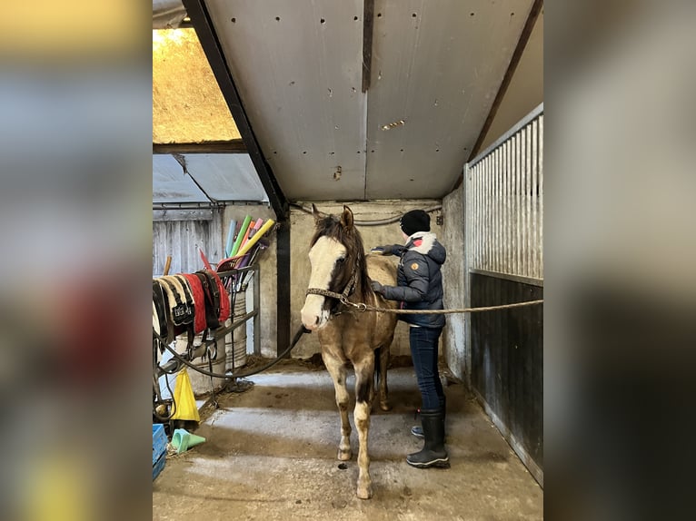 Criollo Jument 2 Ans Grullo in Ossenzijl