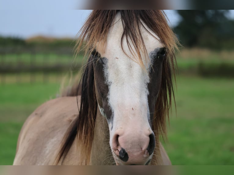 Criollo Jument 2 Ans Grullo in Ossenzijl