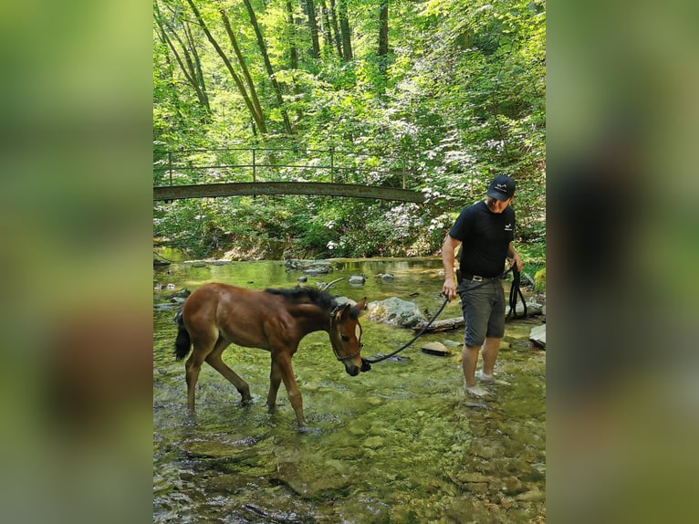 Criollo Jument 2 Ans Roan-Bay in Forch