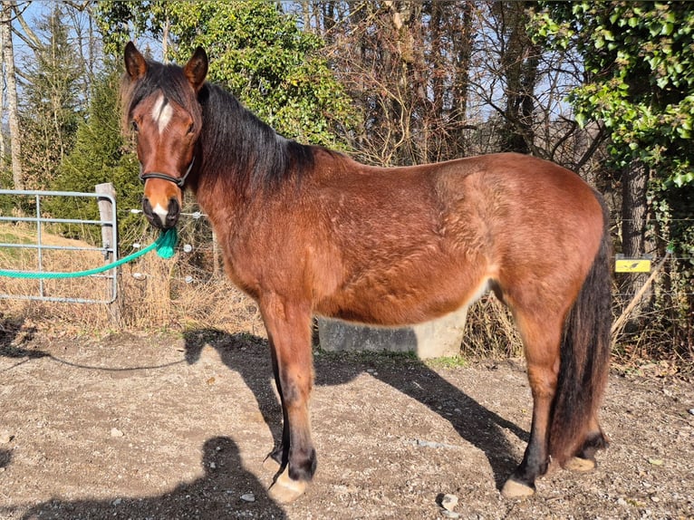 Criollo Jument 2 Ans Roan-Bay in Forch