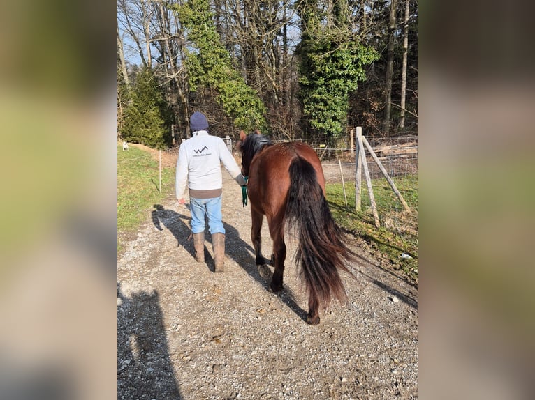 Criollo Jument 2 Ans Roan-Bay in Forch