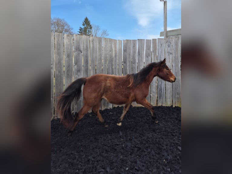 Criollo Jument 2 Ans Roan-Bay in Forch