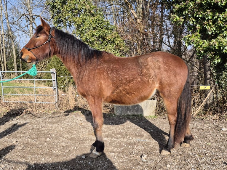 Criollo Jument 2 Ans Roan-Bay in Forch