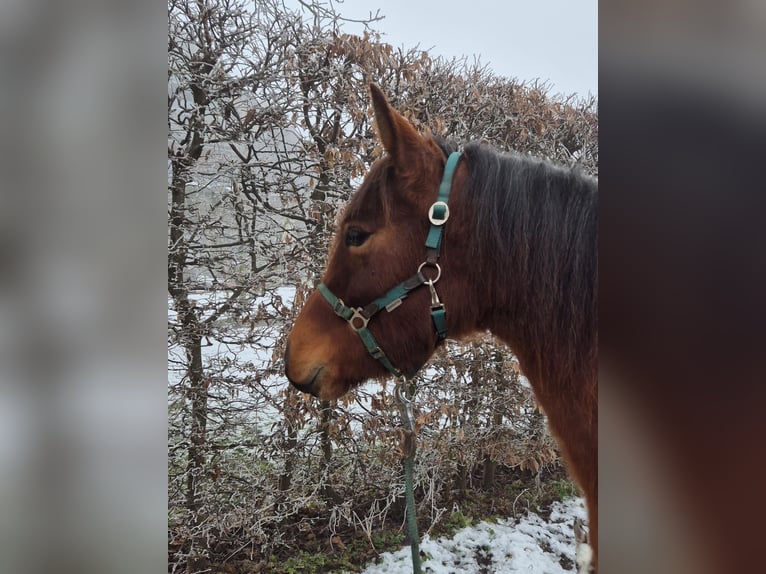 Criollo Jument 2 Ans Roan-Bay in Forch