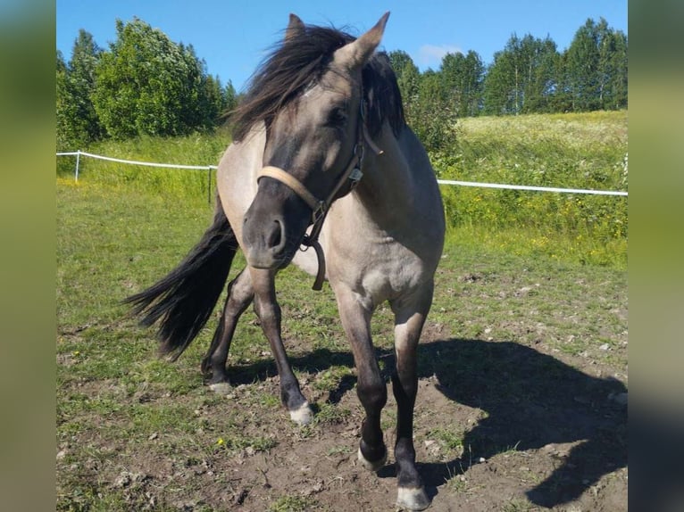 Criollo Jument 3 Ans 143 cm Grullo in Ullånger