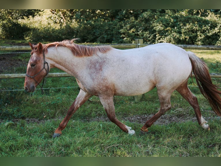 Criollo Jument 3 Ans 146 cm Rouan Rouge in Sønderborg