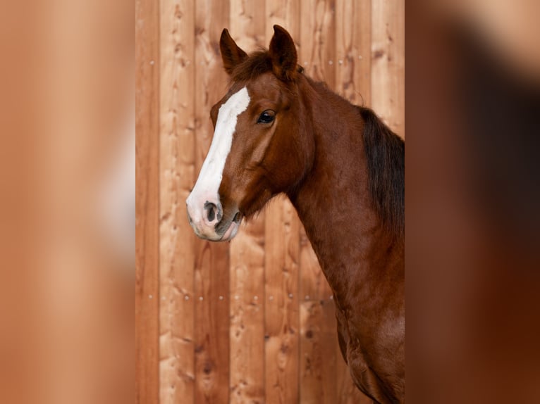 Criollo Jument 3 Ans 147 cm Alezan in Heimbuchenthal