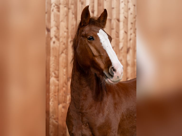 Criollo Jument 3 Ans 147 cm Alezan in Heimbuchenthal