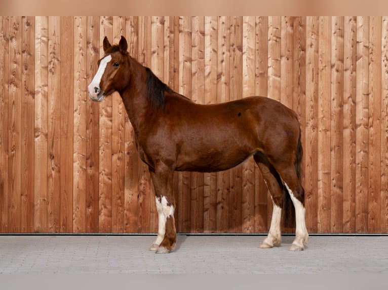 Criollo Jument 3 Ans 147 cm Alezan in Heimbuchenthal