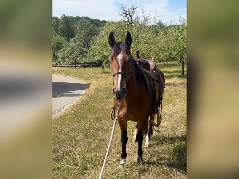 Criollo Jument 4 Ans 140 cm Bai in Ahorn