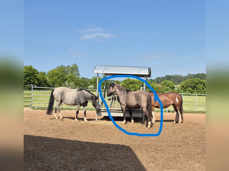 Criollo Jument 4 Ans 143 cm Grullo in Feuchtwangen