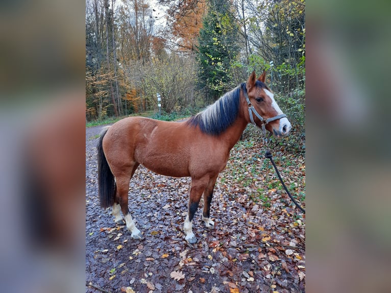 Criollo Jument 6 Ans 148 cm Bai in Gengenbach