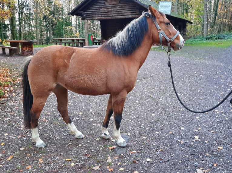 Criollo Jument 6 Ans 148 cm Bai in Gengenbach