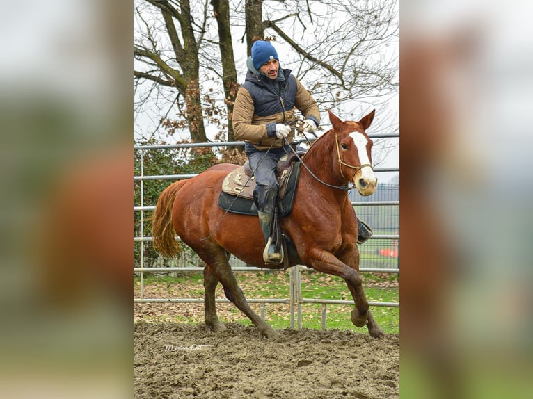 Criollo Croisé Jument 7 Ans 152 cm Alezan in Carpaneto Piacentino