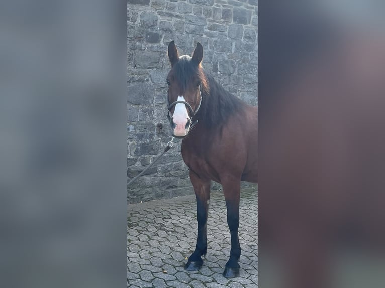 Criollo Croisé Jument 8 Ans 146 cm Bai in Reichshof