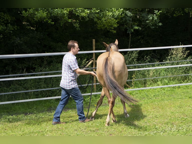 Criollo Jument 8 Ans 146 cm Gris (bai-dun) in Buchen (Odenwald)