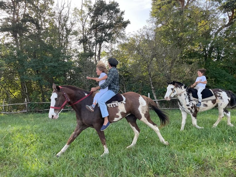 Criollo Jument 9 Ans 160 cm in Tavernola