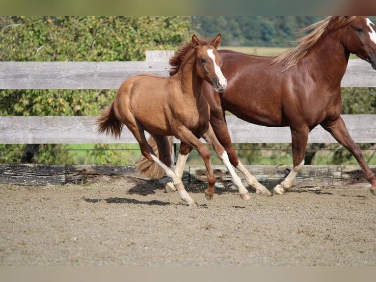 Criollo Jument  142 cm Alezan dun in Mengen