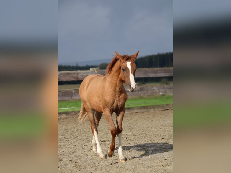 Criollo Jument Poulain (05/2024) Alezan dun in Mengen