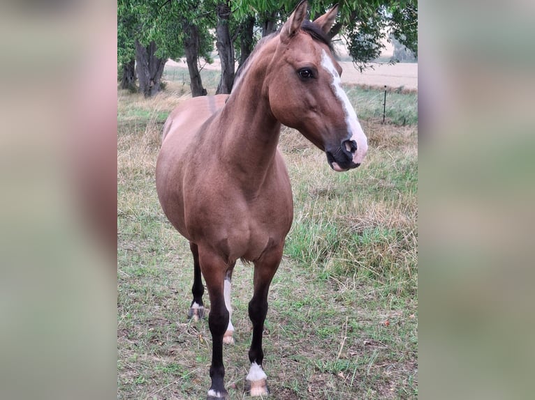 Criollo Klacz 13 lat 145 cm Bułana in Greußen