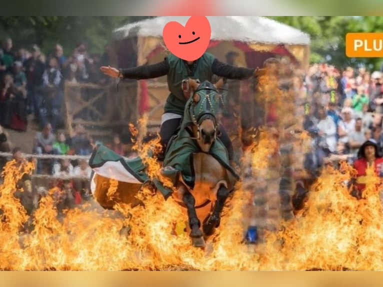 Criollo Mix Klacz 15 lat 155 cm Kasztanowatodereszowata in Soltau