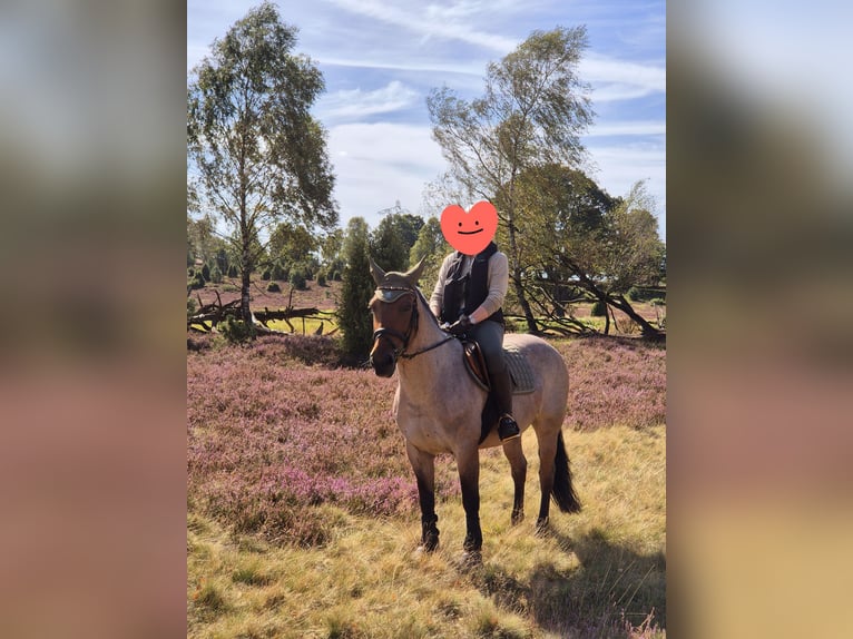 Criollo Mix Klacz 15 lat 155 cm Kasztanowatodereszowata in Soltau