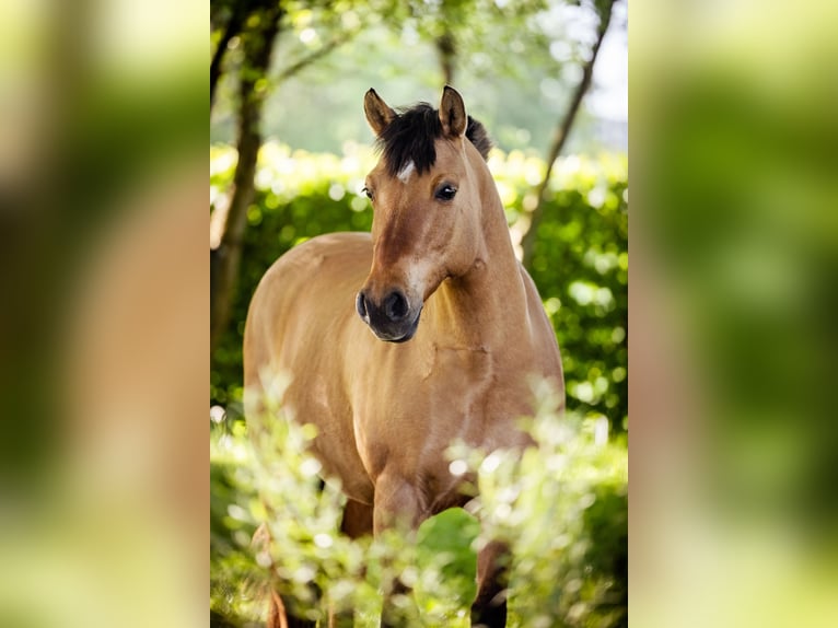 Criollo Mix Klacz 19 lat 145 cm Bułana in Unterföhring