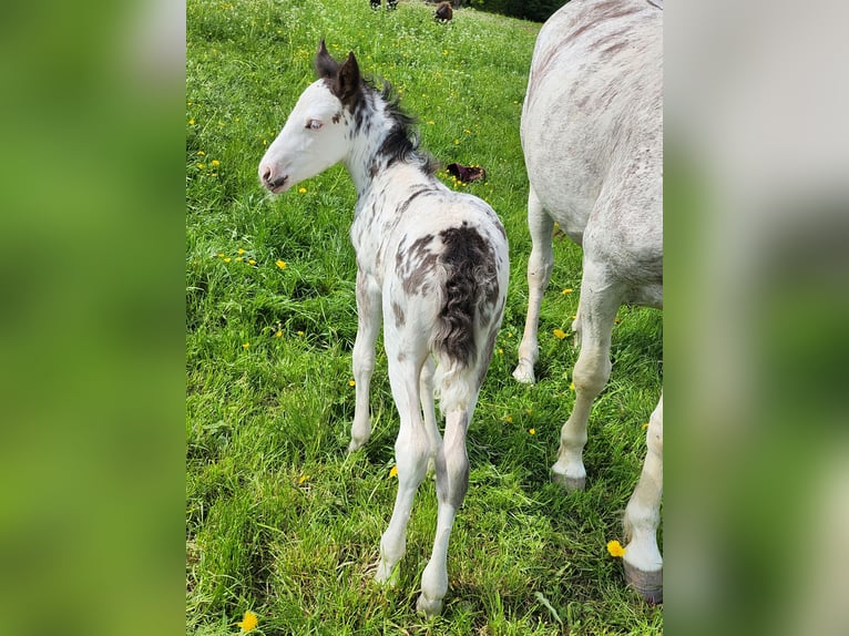 Criollo Klacz 1 Rok 150 cm Overo wszelkich maści in Sommerkahl