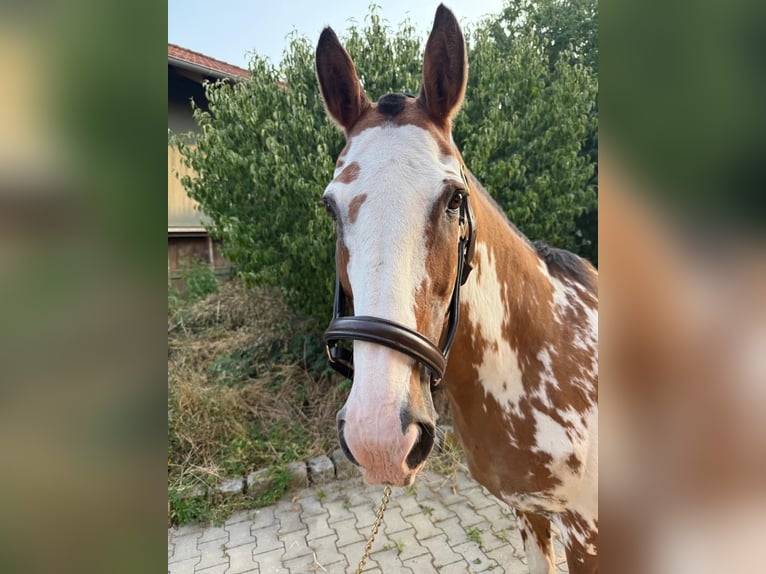 Criollo Klacz 21 lat 156 cm Overo wszelkich maści in Mainbernheim