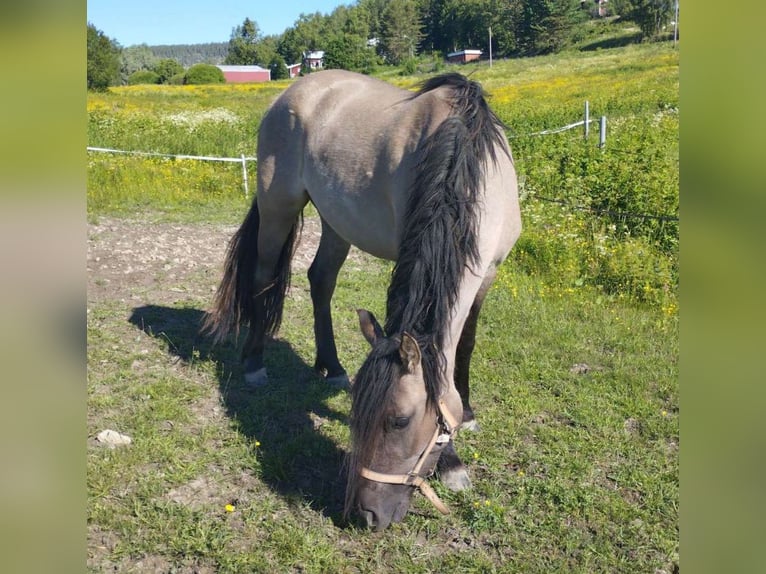 Criollo Klacz 3 lat 143 cm Grullo in Ullånger