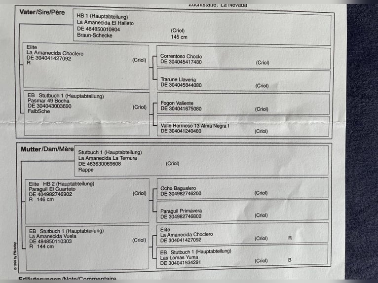 Criollo Klacz 3 lat 147 cm Kasztanowata in Heimbuchenthal