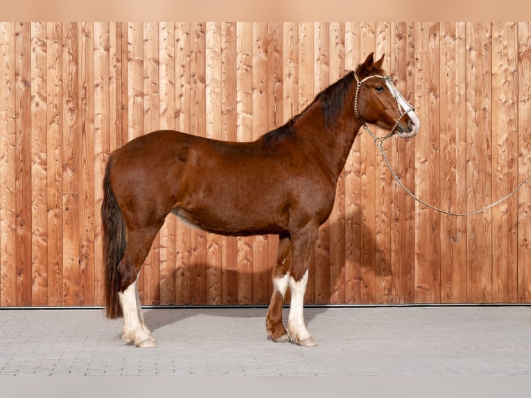 Criollo Klacz 4 lat 147 cm Kasztanowata in Heimbuchenthal