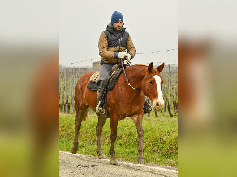 Criollo Mix Klacz 7 lat 152 cm Kasztanowata in Carpaneto Piacentino