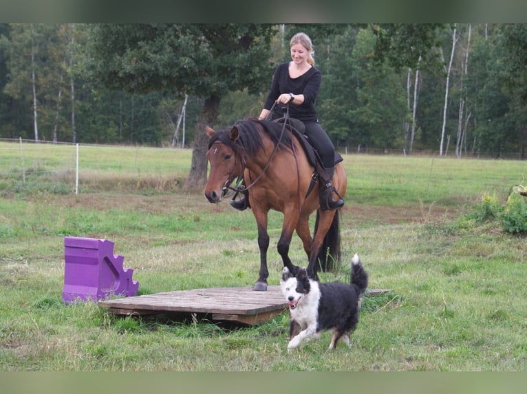 Criollo Mix Klacz 9 lat 143 cm Bułana in Ribbesbüttel