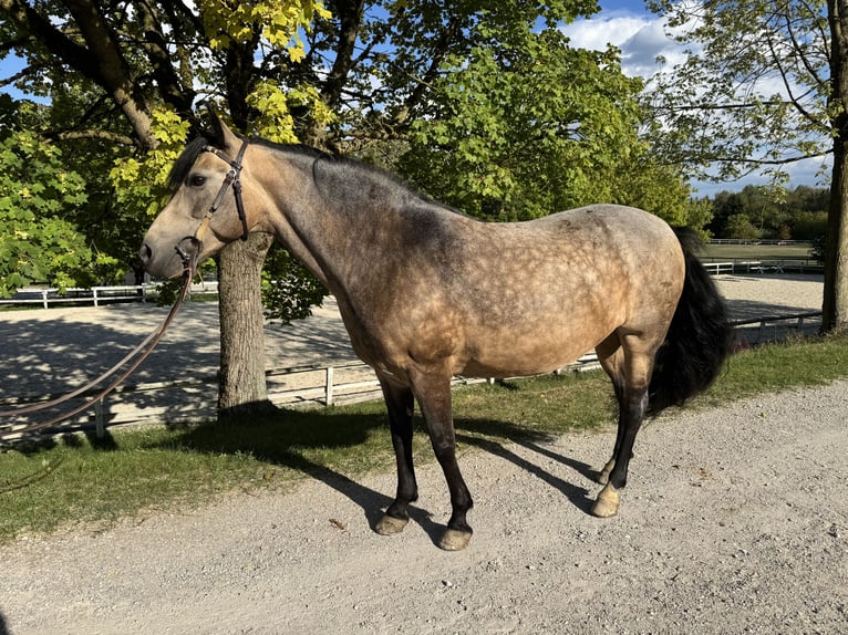 Criollo Klacz 9 lat 145 cm Jelenia in Ampflwang