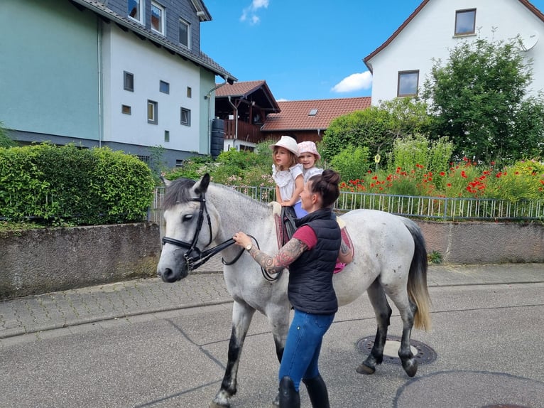 Criollo Mix Klacz 9 lat 147 cm Siwa in Riedstadt-Leeheim