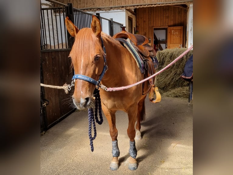 Criollo Mare 10 years 13.2 hh Chestnut-Red in Feuchtwangen