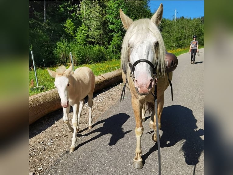 Criollo Mare 10 years 13,2 hh Palomino in Wolfach Criollo Mare 10 years 13,2 hh Palomino in Wolfach