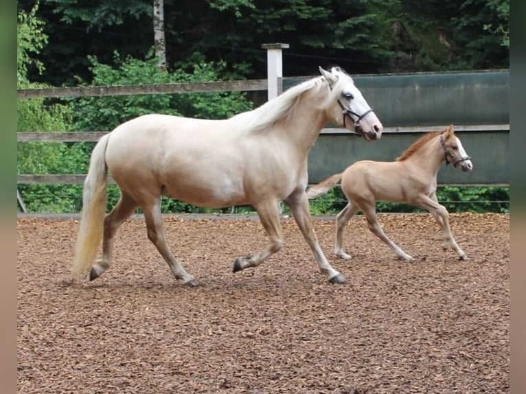 Criollo Mare 10 years 13,2 hh Palomino in Wolfach