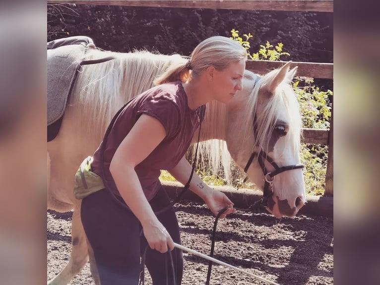 Criollo Mare 10 years 13,2 hh Palomino in Wolfach