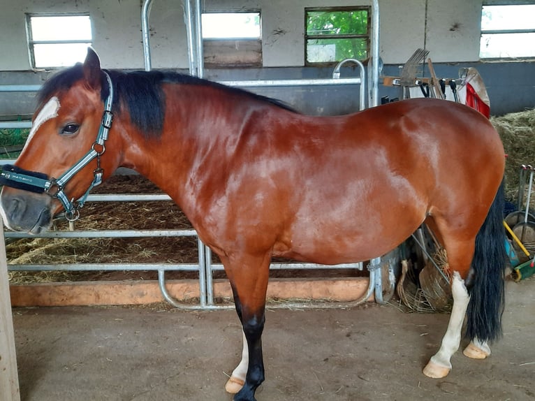 Criollo Mare 10 years 14,3 hh Brown in Wittislingen