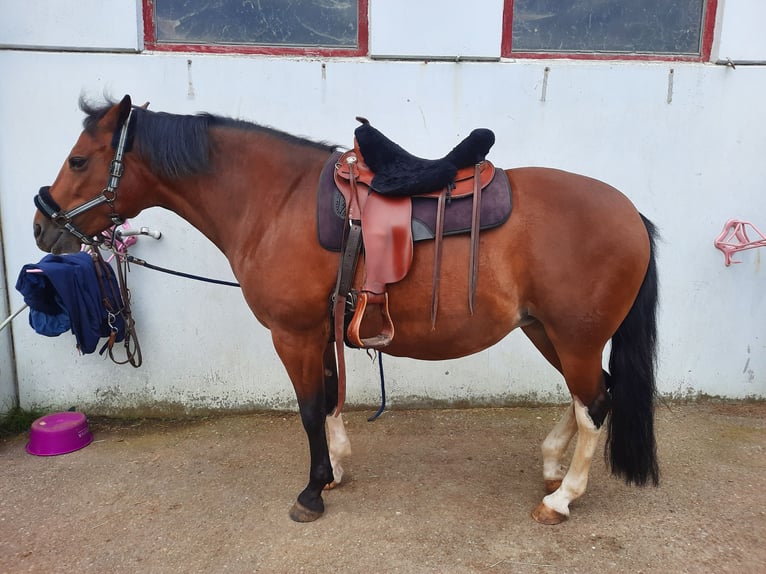 Criollo Mare 10 years 14,3 hh Brown in Wittislingen